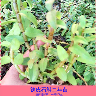 �㽭��Uɽ�t�Uܛ�_�N��������Z�����FƤʯ�����Ի�ɽ�FƤʯ����