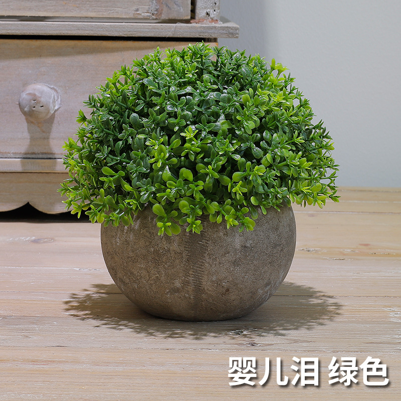 婴儿泪（绿色）