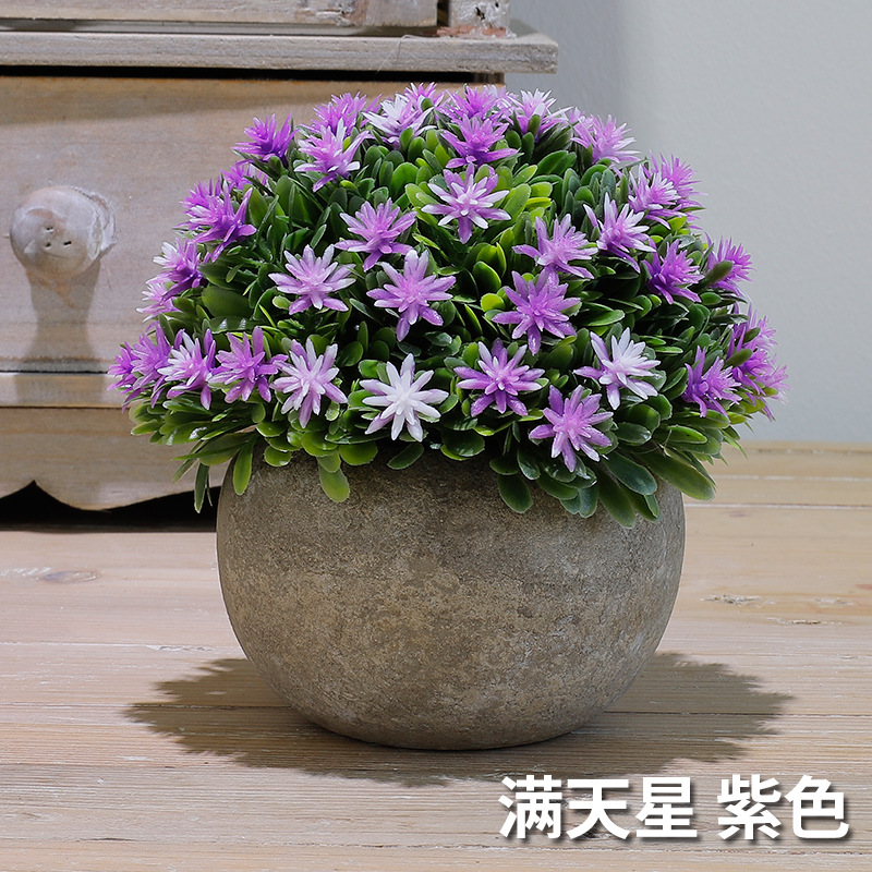 满天星（紫色）