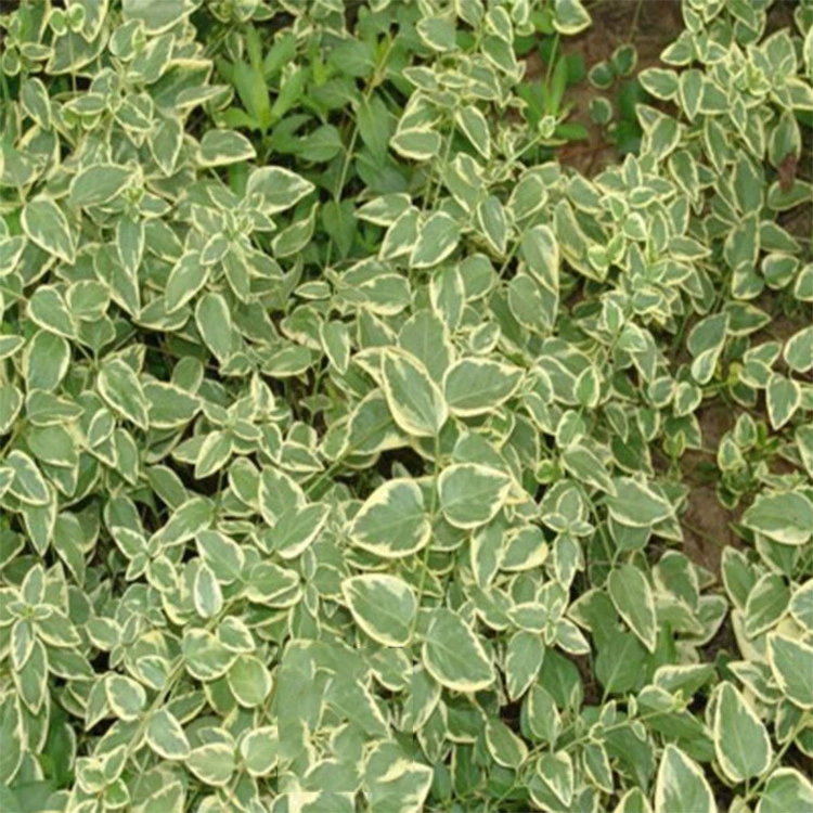 Проект озеленения рассады садовые цветы и лозы Плющ Чанчунь Озеленение саженцев и вьющихся виноградных растений