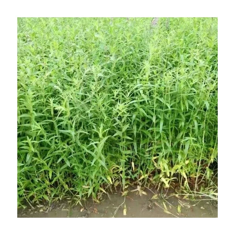 Проект озеленения рассады База снабжения сада Водное растение Lythrum Легко сеять Красивое озеленение Черная почва