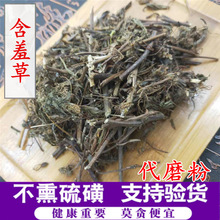 含羞草 中药材批发 红骨茎正品新货怕羞草 害羞草 感应草