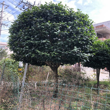 福建花卉南方花卉绿化苗木竹柏红豆杉罗汉松桂花茶花基地