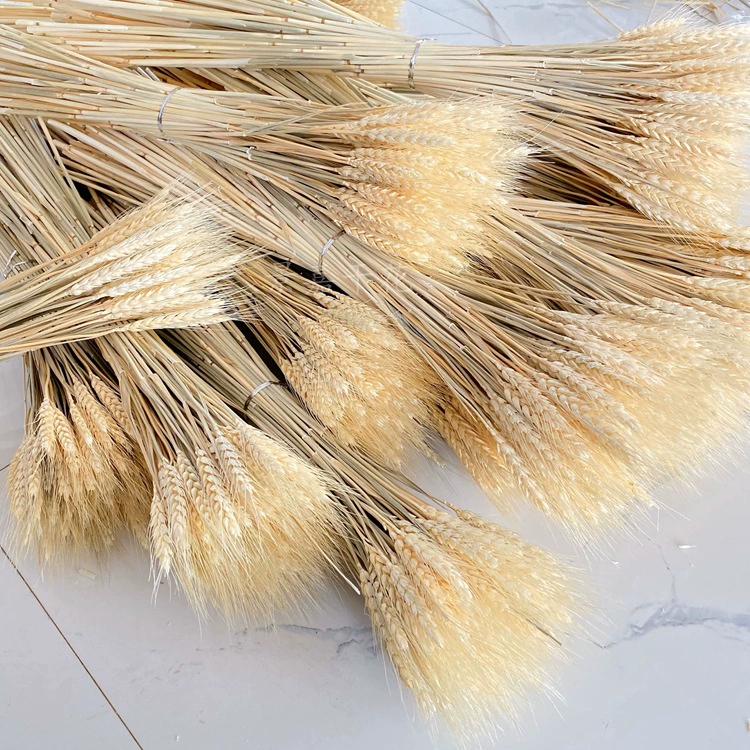 Пшеница открытый ячменный букет оптом Золотой Желтый Пшеница уха сушеные цветочные корзины цветочные украшения оптовые производители