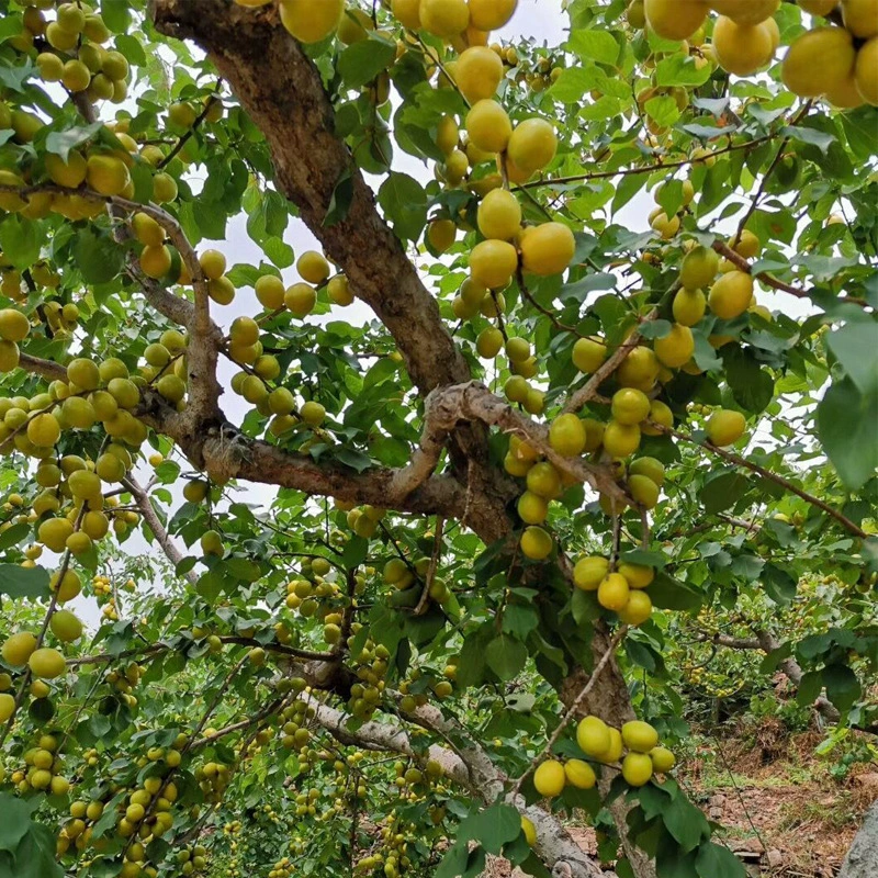 Почки привитой персиковый косточковый саженец (жемчужное масло) — высокий процент выживаемости, саженцы, выращенные в питомнике