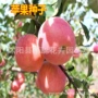 食用优选健康柱状种子