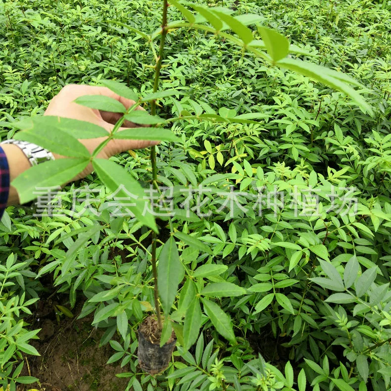 Оптовая продажа питательных рассадных саженцев перца-пimiento, рассады зеленого перца с девятью листьями в контейнерах, чистых сортов, большие объемы со специальными скидками.