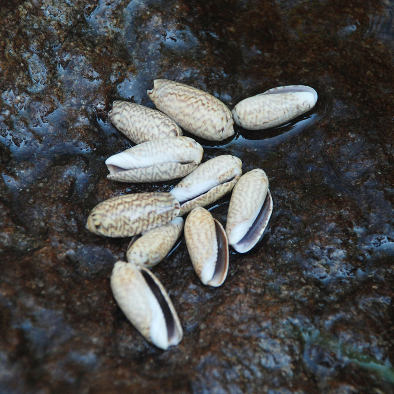 Natural Conch Shell DIY Jewelry Handmade Dream Catcher Accessories Marine Craft Materials Fairy Shell Brown Conch