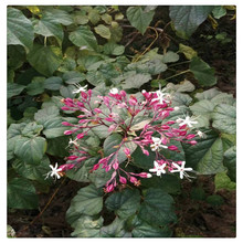 ɽ�|���ۺ��ݳ�ɽ ���l���ݳ�ɽ3--5���� ���ݳ�ɽ �G��������ľ