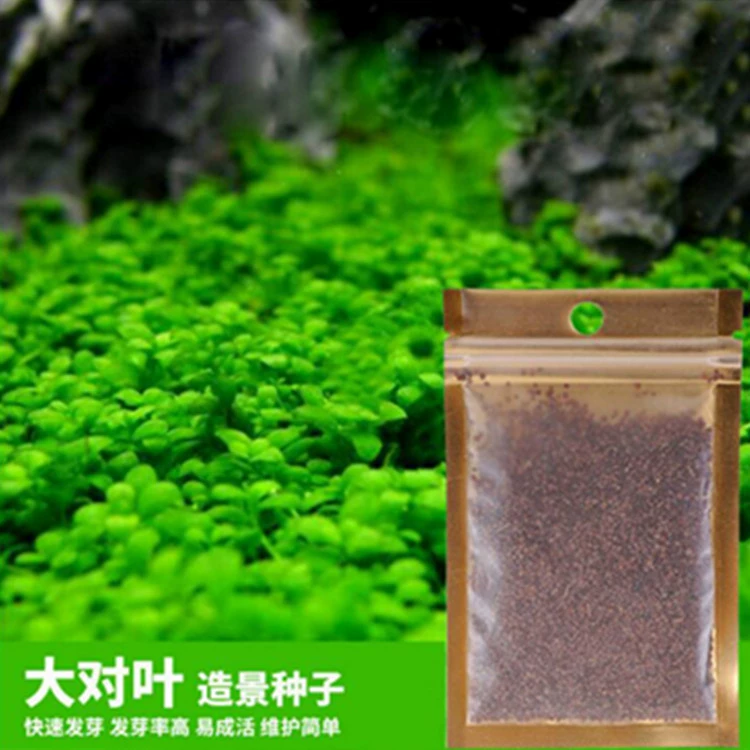 Семена травы воды мини-пара семян травы листьев коровьи семена травы любят семена травы аквариум переднего плана газон большое количество отличный