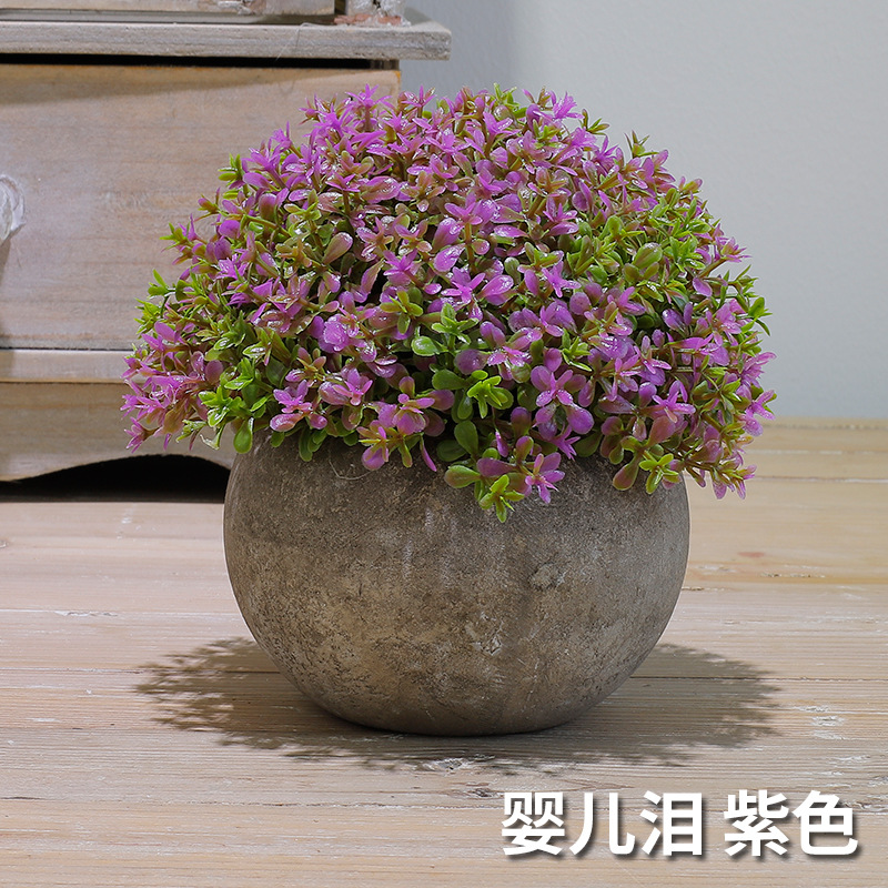 婴儿泪（紫色）