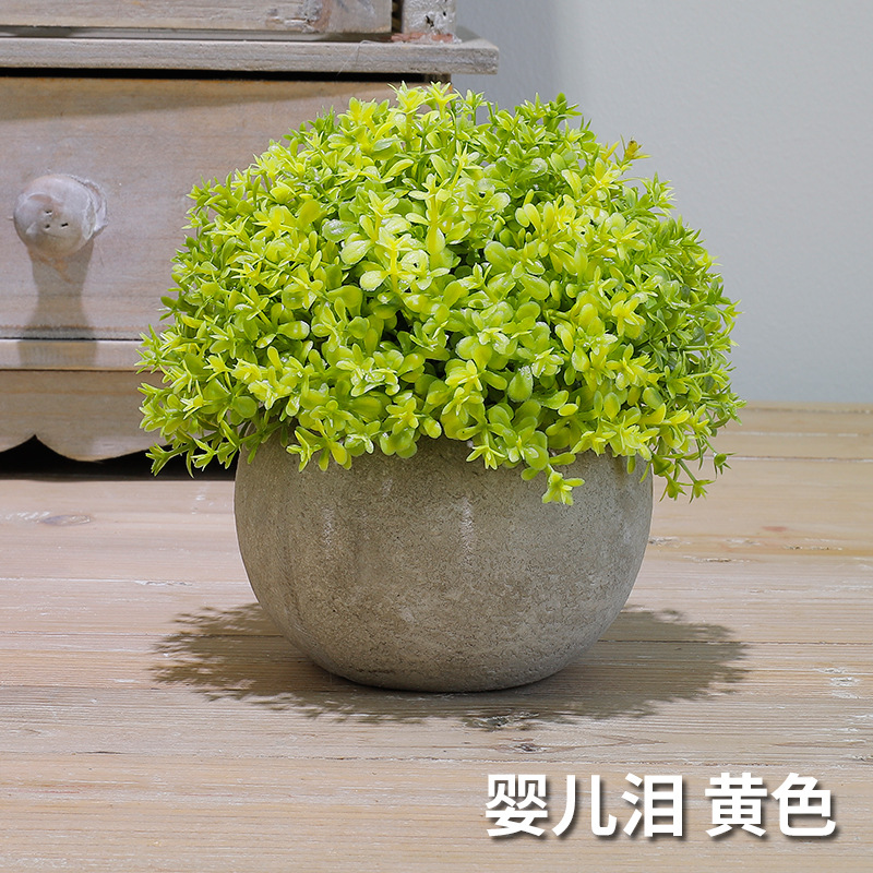 婴儿泪（黄色）