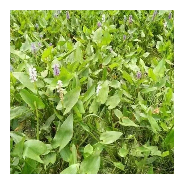 Рассада Инженерное озеленение сада Оптовая поставка Барракуда Трава Очистка воды Подходит для ландшафтного дизайна