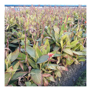 ��ľ �G������ �@�� ˮ��ֲ�ﻨ�~���˽� �����`̤ �����l