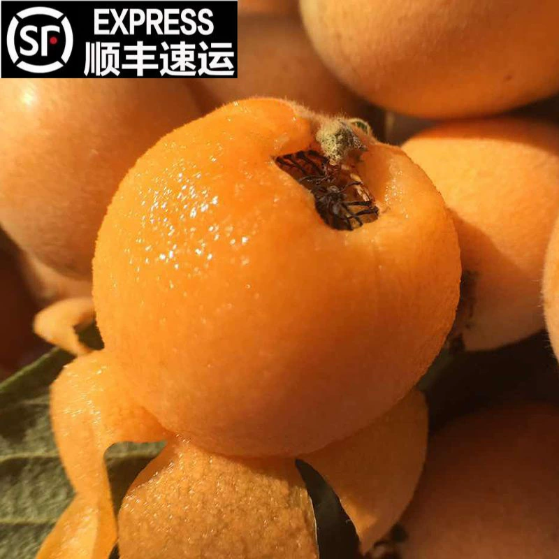 Оптовая продажа плодов локватов SF Express, локват из Сычуани, урожай из высокогорных районов Сычуани, прямая поставка с места происхождения, локват Премиум класса