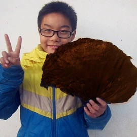 代餐粉;其他冲调饮品;代用/养生茶