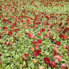 三色堇厂家基地销售彩色角堇植物盆栽花卉花园用冬季耐寒草花