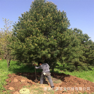 �G�����ذ�Ƥ�� ��ϵ�����Ƥ�ɘ��� �ϱ����Nֲ��Ƥ�ɘ���