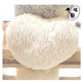 包邮猴头菇二级种菌种优质高产系列富菌公司技术支持