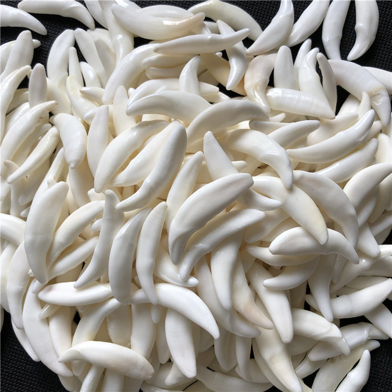 진짜 개 치아 보석 늑대 치아 모양의 펜던트 원래 색상 검은 개 치아 표백 숨겨진 치아 도매 목걸이 팔찌 거리 매점 상품