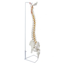 成人85cm人体脊柱神经骨盆骨骼模型腰椎可弯曲正骨教学 标本