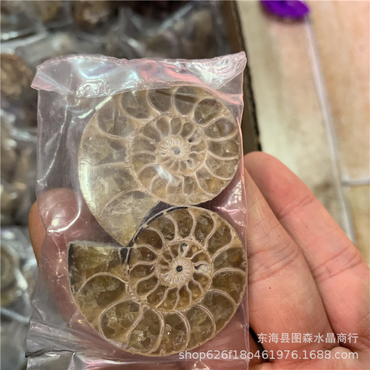 Wholesale Raw Ore Shell Conch Fossil Pendant Raw Stone and Raw Mineral Standard Snail Leaf Ammonite Slice