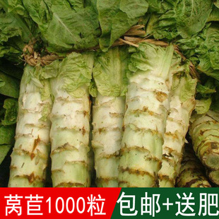 �緼�N�I�����߲����n�ķN��ǧ����n�S�n�S��S�S���ļ��ɲ�