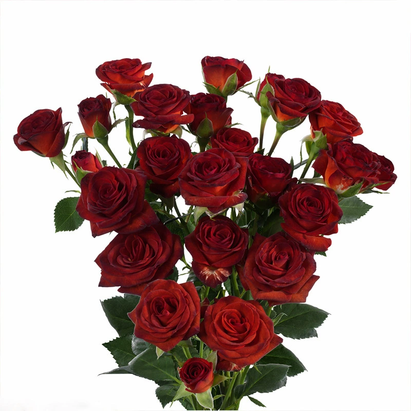 Миниатюрные розы для балкона, коричневые конфеты, цветут в любое время года, многоголовые цветы, маленькие, но могут цветти.