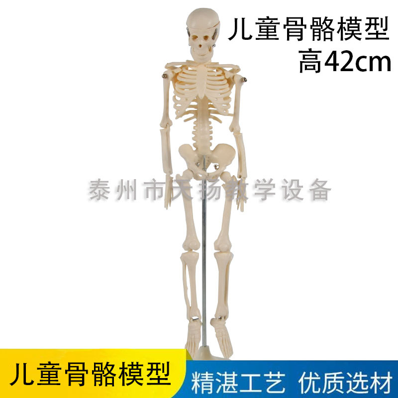 39051儿童骨骼模型 人体全身骨骼模型 教学仪器 生物模型医学模型
