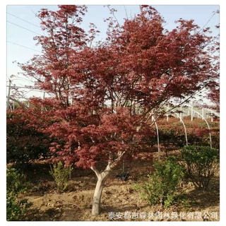 山东红枫树批发工程绿化高杆红枫树苗庭院风景树美国红枫苗