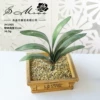 Jianlan leaves JH1905 Phalaenopsis leaves (excluding pots)