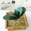 Medium JH1904 Phalaenopsis leaves (excluding pots)