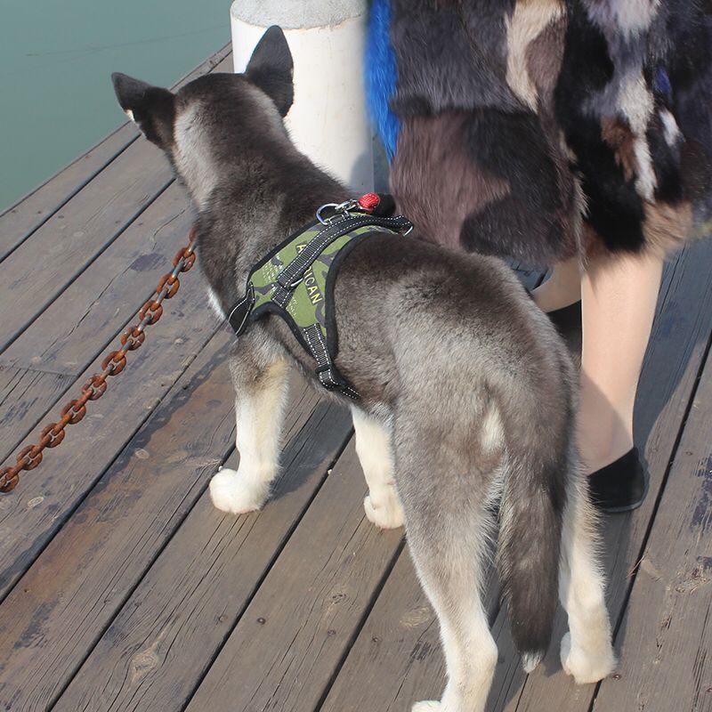 Correa para mascotas mediana y pequeña correa de pecho de perro Cadena de perro para mascotas cuerda para caminar suministros para mascotas