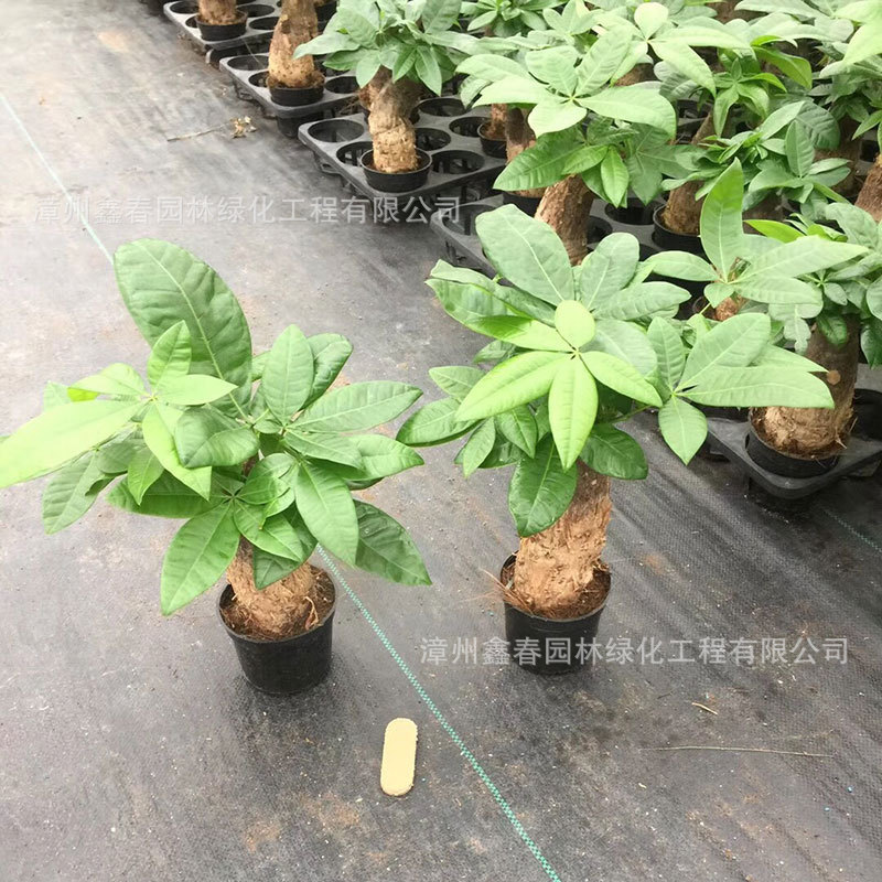 Money Tree Potted Plant Pachira Single Stem Three Stems Office Desktop Flowers Green Plants Foliage Bonsai Office Green Plants Money Tree Potted Plant Pachira Single Stem Three Stems Office Desktop Flowers Green Plants Foliage Bonsai Office Green Plants