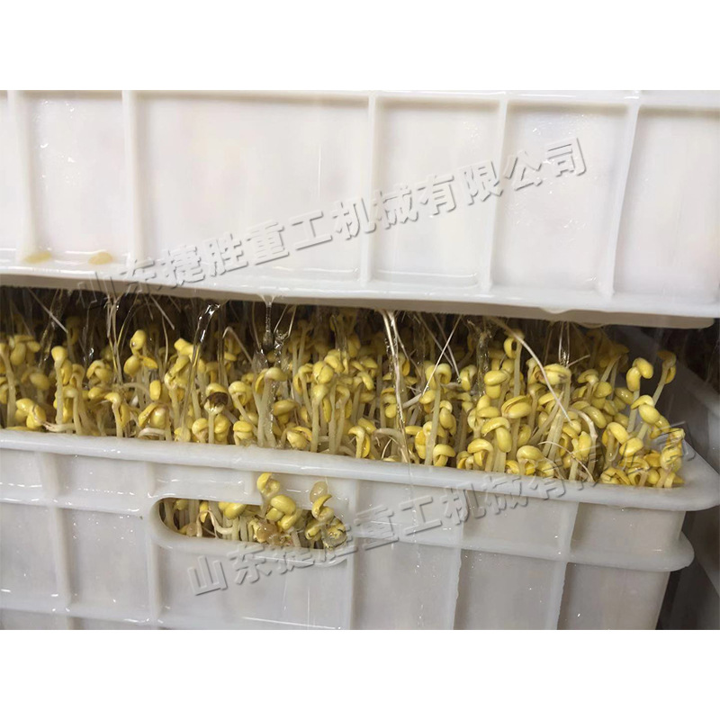 农贸市场卖菜用豆芽机大小型商用全自动豆芽机 芽苗菜生产设备