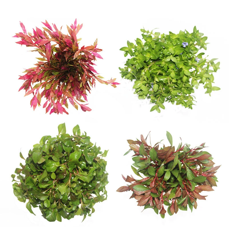 Массовые настоящие водные растения оптом пресноводные растения Зеленый хризантема Красный двор красная бабочка кровь сердце Орхидея Красная волна Тигровое ухо фиолетовая Сирень