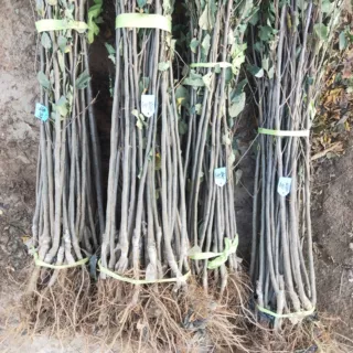 苹果树苗批发 品种齐全嫁接苹果苗 红肉苹果苗 2025苹果苗新品种