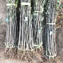 嫁接齐全品种2025苹果苗