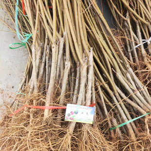 ��Ʒ�N���7-7�Ҙ���޽�ʢ�����ϼ����Ҙ����Ϸ��ļ�����