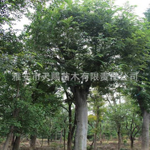 �������l �Ә� ���е�·�G�����̘� С�^���@���^�� У�@�����՚�