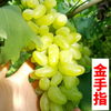 Sunshine rose vine sapphire southern south planted climbing vines Jifeng Grape Miao Special Boat of the year
