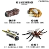 4 sets of mosquito growth cycle