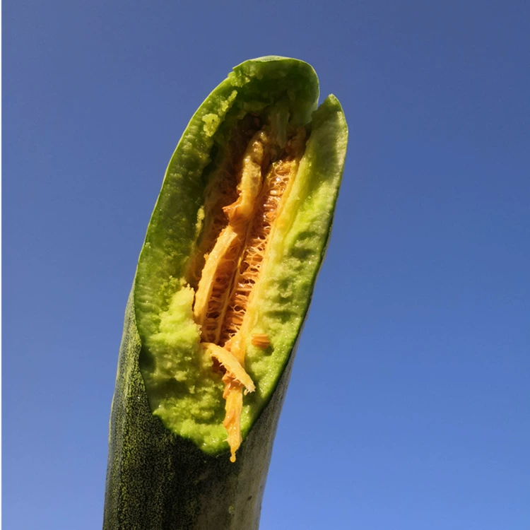 Хрустящая дыня весеннего урожая, готовая к отгрузке: Бо Ян 61, Бо Ян №9, Цзючуэй Свит Гарден 18, свежесобранные и отправленные, хрустящие мёдные дыни.