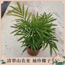 袖珍椰子盆栽（90#）办公桌面喜荫花卉创意家庭园艺绿植水培植物