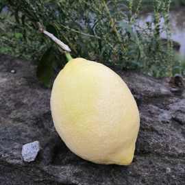 『安岳柠檬』尤力克柠檬新鲜VC万州柠檬5斤装皮薄酸爽 一件代发