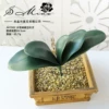 Large JH1902 Phalaenopsis leaves (excluding pots)
