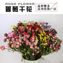 干花蔷薇多头小玫瑰斗南鲜花基地批发diy滴胶花材家居装饰真花束