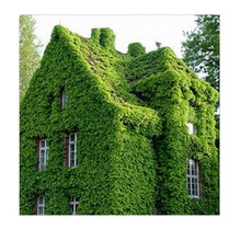 爬山虎种子 绿植易活爬墙虎 庭院爬藤攀援观叶植物