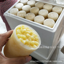 鑫蜂园网红款实力源头蜂场农家自产当季纯正天然食品500g装蜂王浆