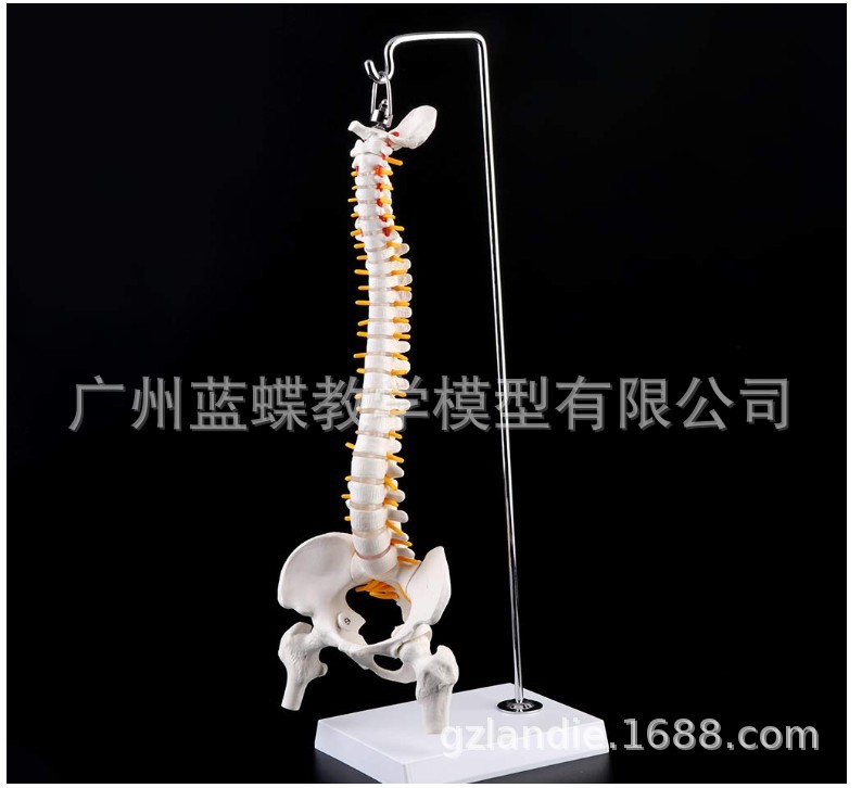 ����ʽ45CM���弹����������ȹ��񾭹���ģ�� ����׵ ��׵ģ��